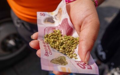 Cofepris acatará orden de la Corte para garantizar la emisión de permisos de uso lúdico de la marihuana