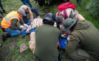 Profepa confirma la muerte del tigre Kenzo durante operativo para capturarlo en el Estado de México