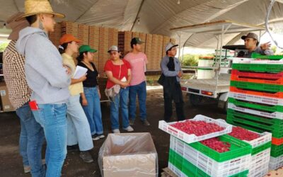Agroexportadores de berries piden que las certificaciones no se conviertan en una carga burocrática