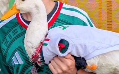 México otorga vivienda social a la familia del pato Merlín