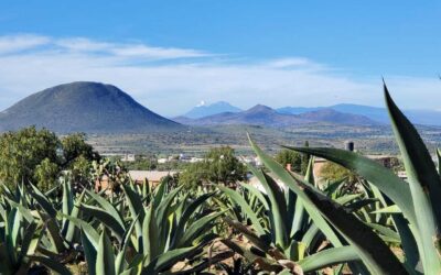 Proyectos solares en Hidalgo alertan a productores de pulque: «Amenazan al maguey y nuestra forma de vida»