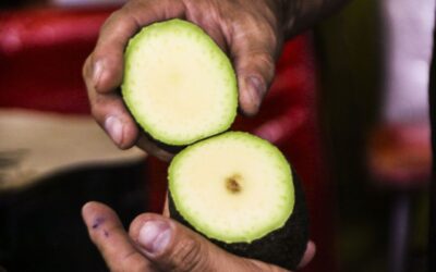 Aguacate, seguridad y cooperación bilateral