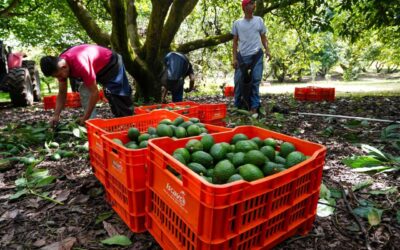 Gobierno despliega 1,500 militares en zona aguacatera de Michoacán