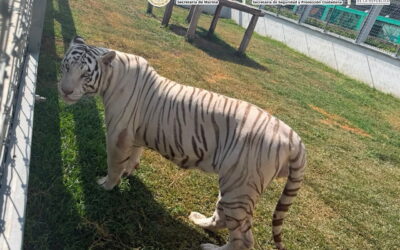 Tigres, jaguares y leones son hallados en operativo contra red de huachicol