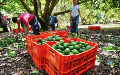 Embajador Johnson reconoce trabajo de México para que EU reanude actividades en zona aguacatera de Michoacán