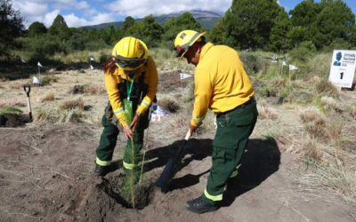 Sheinbaum arranca jornada de reforestación nacional y plantea cambiar nombre al Paso de Cortés