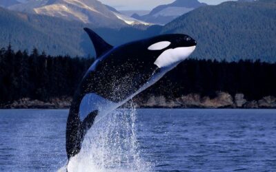 Netflix contará la historia de Keiko, la orca de ‘Liberen a Willy’