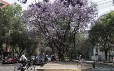 Ecobici está entre los sistemas de bicicletas compartidas más utilizados del mundo: 8.3 viajes por bici al día