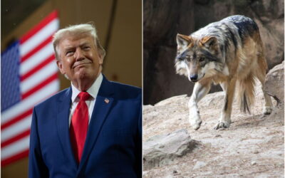 Trump va contra el lobo mexicano, pero mata apenas a 1 de cada 20,000 cabezas de ganado