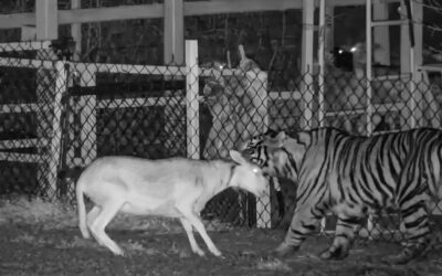 Alertan por tigre suelto en Jalisco