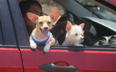 ¿Qué sanciones habrá por maltrato animal? Esto propone la nueva Ley de Bienestar Animal