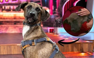 ¿Quién es Tlacoyo, el perrito rescatado que llegó a La Granja VIP 2?