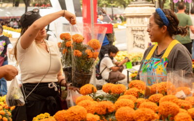 Del campo a tu ofrenda: así puedes comprar cempasúchil directo de productores en CDMX