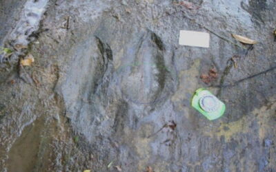 Autoridades encuentran huellas de dinosaurios en Apatzingán, Michoacán