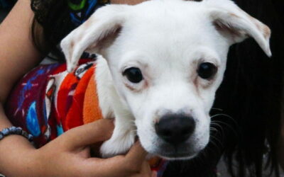 ¿Tienes perritos o gatitos negros o blancos? La SSC de CDMX pide extremar precauciones
