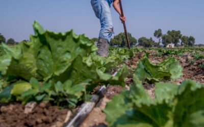 FDA cierra investigación de Cyclospora y señala a México, pero Cofepris dice que no hay pruebas del origen del brote