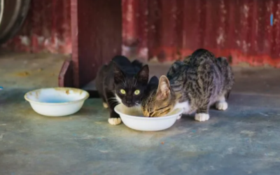 ¿Lavas el plato de tu mascota? Este es el peligro de no hacerlo